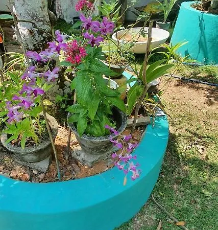 Jilan Homestay Bentota Exterior photo